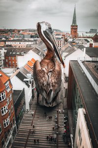 Giant Pelican City