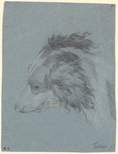 Et hundehoved af Marcus Tuscher