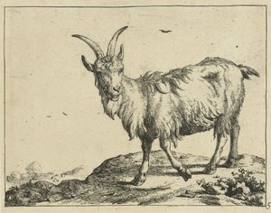 Stående ged forfra Geder og bukke (serietitel)