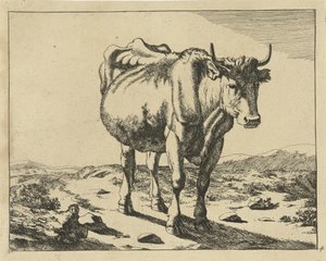 Stående ko, set forfra Kvæg (serietitel)
