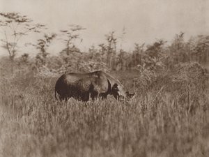 Browsing af Marcuswell Maxwell