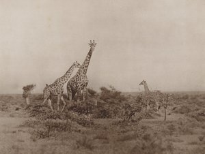 Giraffer i buskadset