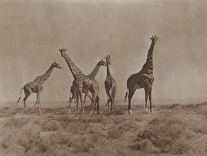 På sletterne i Kenya