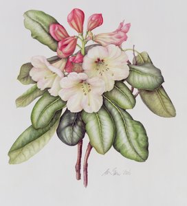 Rhododendron (akvarel på papir)