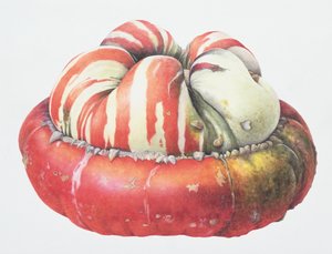 Turks Turban Squash, 1995 (wc på papir) af Margaret Ann Eden