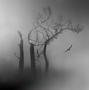 Lone Bird – Tågede træer