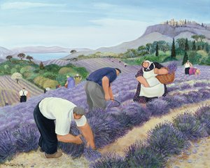 Lavender