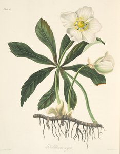 Black Hellebore eller Christmas Rose, fra Floral Illustrations of the Seasons, pub. 1829 (håndfarvet gravering) af Margaret Roscoe