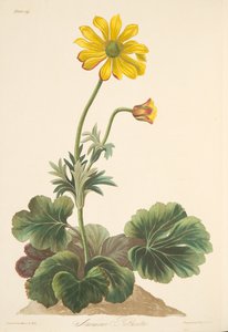 Cyclamen-leaved Anemone, fra Floral Illustrations of the Seasons, pub. 1829 (håndfarvet gravering) af Margaret Roscoe