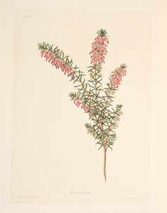 Kødfarvet, tidligt flydende Heath, fra Floral Illustrations of the Seasons, pub. 1829 (håndfarvet gravering) af Margaret Roscoe