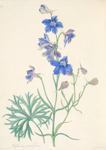 Great Flowered Larkspur, fra Floral Illustrations of the Seasons, pub. 1829 (håndfarvet gravering)
