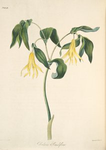 Large Flowered Bellwort, fra Floral Illustrations of the Seasons, pub. 1829 (håndfarvet gravering)