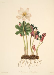 Stor Blomstret Blodurt, fra Floral Illustrations of the Seasons, pub. 1829 (håndkoloreret gravering)