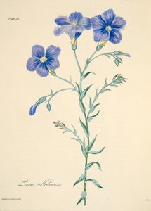 Narbonne Flax, fra Floral Illustrations of the Seasons, pub. 1829 (håndfarvet gravering) af Margaret Roscoe