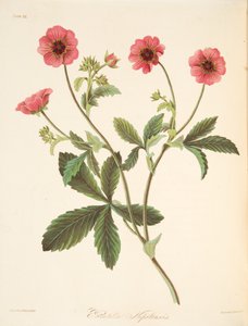 Nipal Potentilla, fra Floral Illustrations of te Seasons, udg. 1829 (håndkoloreret gravering) af Margaret Roscoe