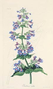 Ovate-leaved Penstemon, fra Floral Illustrations of the Seasons, pub. 1829 (håndfarvet gravering) af Margaret Roscoe