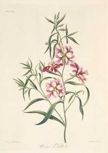 Pretty Clarkia, fra Floral Illustrations of the Seasons, pub. 1829 (håndfarvet gravering) af Margaret Roscoe