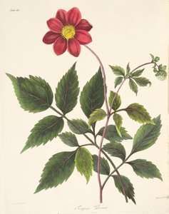 Red Dahlia, fra Floral Illustrations of the Seasons, pub. 1829 (håndfarvet gravering)