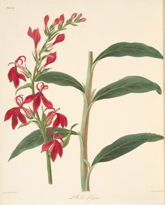 Refulgent Lobelia, fra Floral Illustrations of the Seasons, pub. 1829 (håndfarvet gravering) af Margaret Roscoe