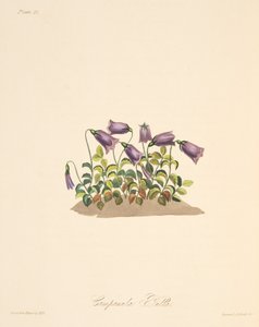 Russet Bell Flower, fra Floral Illustrations of the Seasons, pub. 1829 (håndfarvet gravering)