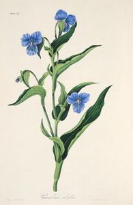 Himmelblå Commelina, fra Floral Illustrations of the Seasons, pub. 1829 (håndfarvet gravering) af Margaret Roscoe