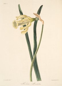 Spansk påskelilje, fra Floral Illustrations of the Seasons, pub. 1829 (håndfarvet gravering)