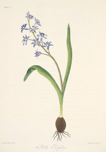Two-leaved Squill, fra Floral Illustrations of the Seasons, pub. 1829 (håndfarvet gravering) af Margaret Roscoe