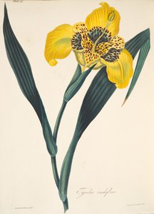 Yellow-flowers Tigridia, fra Floral Illustrations of the Seasons, pub. 1829 (håndfarvet gravering)