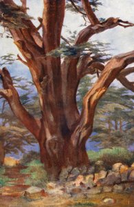 Et cedertræ fra Libanon (farvelitografi) af Margaret Thomas