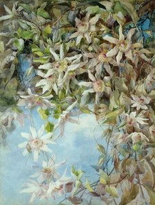 Studie af passionsblomst af Margaret Waterfield