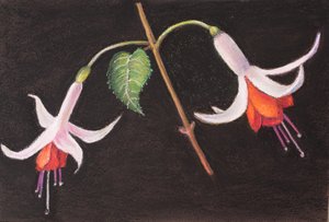 Fuchsiaer fra min have af Margo Starkey