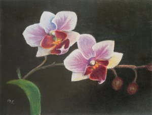 Orkidé i mit soveværelse, 2020 (pastel) af Margo Starkey