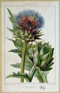 Artiskok, botanisk plade, graveret af E. Fraillery af Marguerite Buret