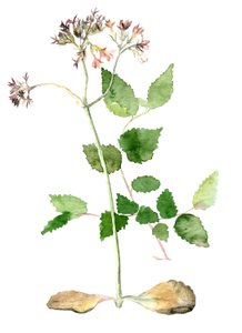 Blomster, 2018