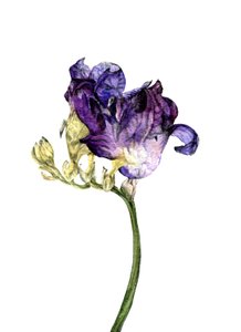 Freesia-blomst, 2018