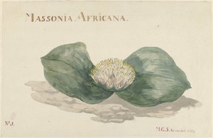 Bloem Massonia Africana MASSONIA AFRICANA (titel på objekt) af Maria Geertruida Barbiers Snabilié