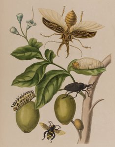 Illustration fra 