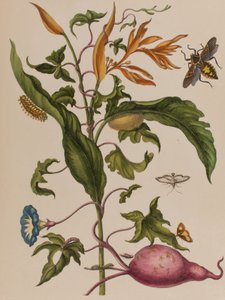 Illustration fra 