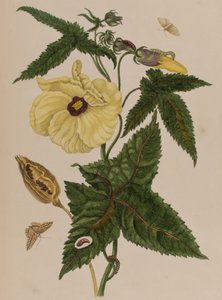 Illustration fra 