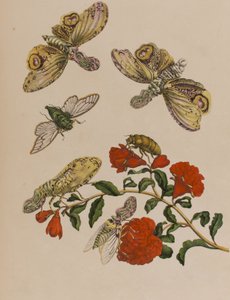 Illustration fra 