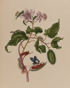 Illustration fra 