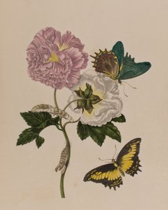 Illustration fra 