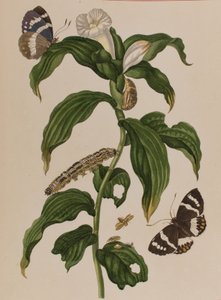 Illustration fra "Metamorphosis insectorum Surinamensium. Ofte Verandering der Surinaamsche Insecten", udgivet i 1705 (farvet stik) af Maria Sibylla Graff (after) Merian