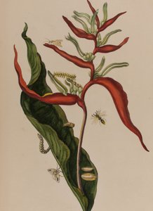 Illustration fra 