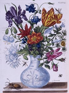 Bille og forskellige blomster - dess. af Maria Sibylla Merian, n.d., ca. slutningen af 1700-tallet af Maria Sibylla Merian