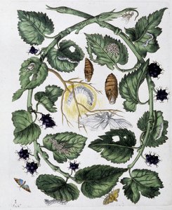 Sommerfugle og chrysalis - dess. af Maria Sibylla Merian, n.d., ca. slutningen af 1700-tallet af Maria Sibylla Merian
