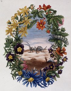 Fourmi - af Maria Sibylla Merian af Maria Sibylla Merian