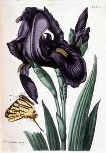 Bredbladet iris - i "Generel historie om insekterne i Surinam og hele Europa" af Maria Sibylla de Merian, red. Desnos, Paris