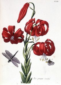 Lilje (lilje) lilla Buet - i "" Generel historie om insekterne i Surinam og hele Europa"" af Maria Sibylla de Merian, red. Desnos, Paris af Maria Sibylla Merian