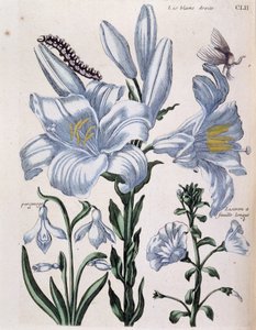 Lys (lis) hvid højre- og langbladskant - i "General History of the Insects of Surinam and All of Europe"" af Maria Sibylla de Merian, red. Desnos, Paris af Maria Sibylla Merian